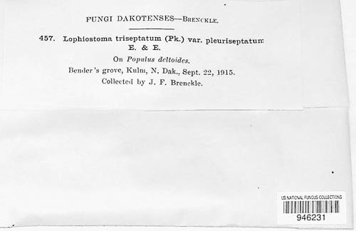 Lophiostoma quadrinucleatum image
